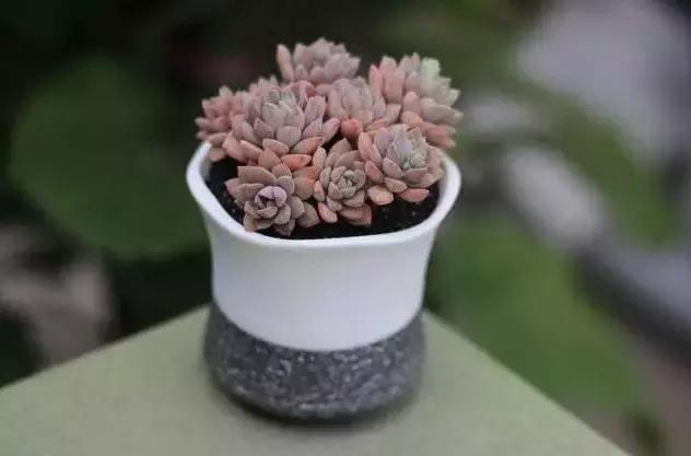 夏季多肉黑根烂根怎么处理,多肉赤腐病的处理方法