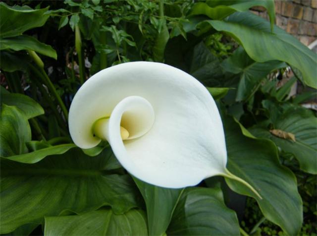 马蹄莲的养护方法快速开花,马蹄莲开花后怎么养护和管理