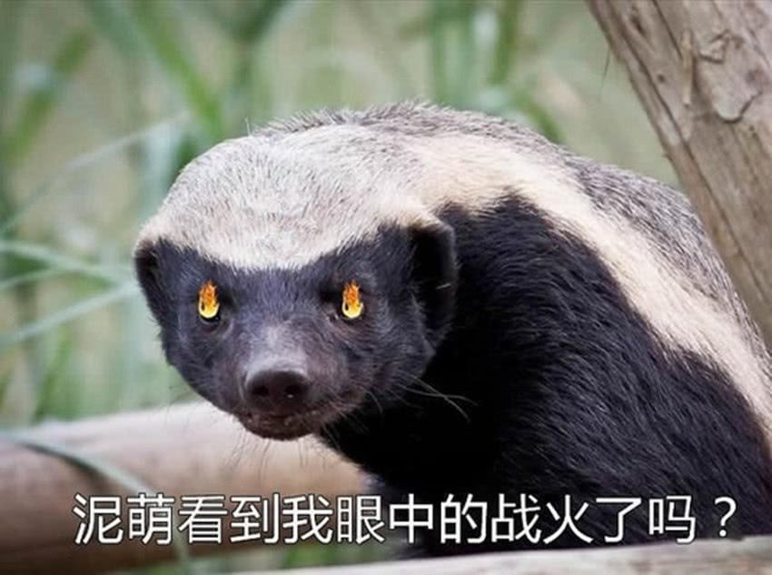 平头哥蜜獾动物图片,动物界扛把子蜜獾平头哥