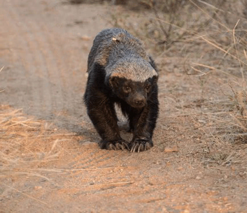 平头哥蜜獾动物图片,动物界扛把子蜜獾平头哥