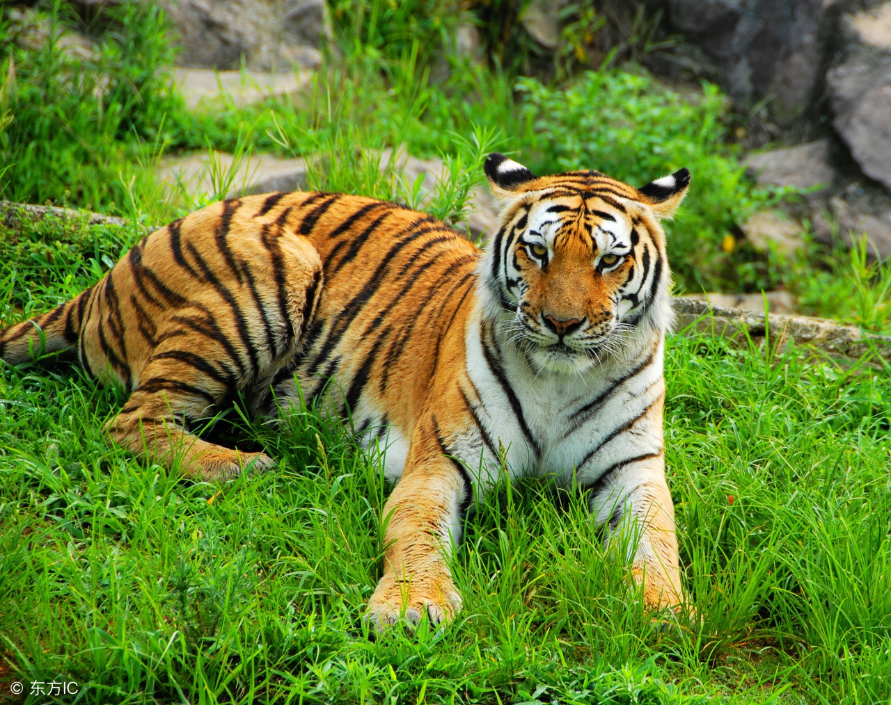 这4生肖2019年财运暴涨大赚一整年,2019年各大生肖的财运如何