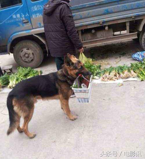 德牧犬报恩保安,小哥救下德牧犬后续