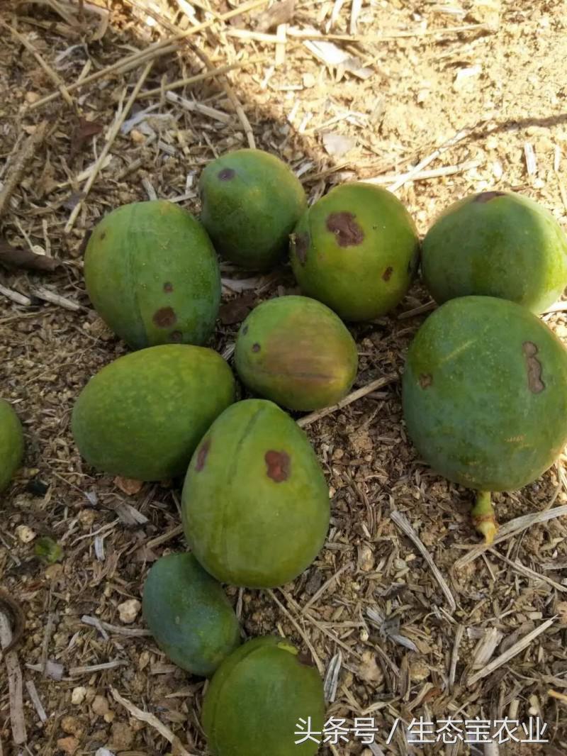 李子果面锈斑怎么形成的,果实表面得了炭疽病如何修复