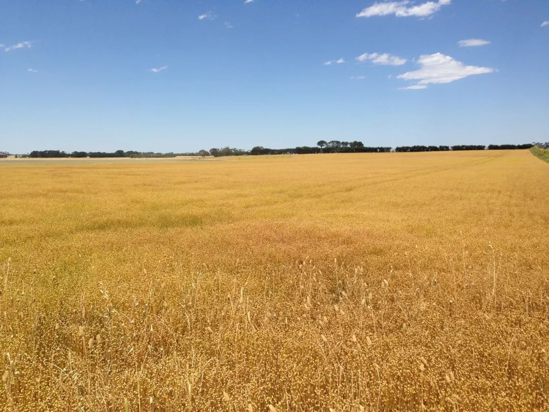 推荐澳洲即食燕麦片,澳洲原装燕麦片低脂即食早餐
