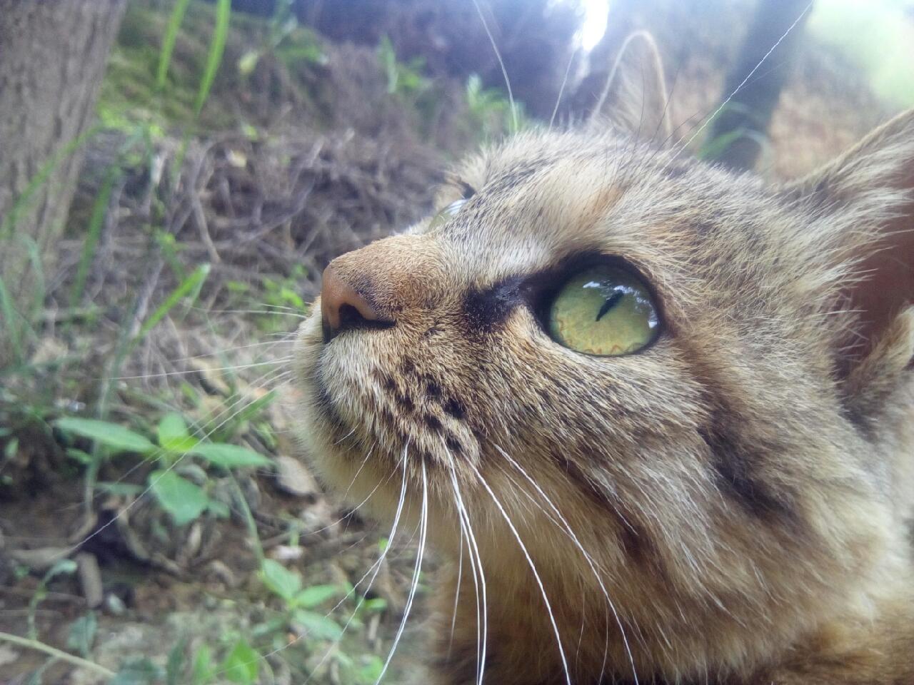 猫咪经常叼老鼠怎么办,猫咪给你叼老鼠怎么办