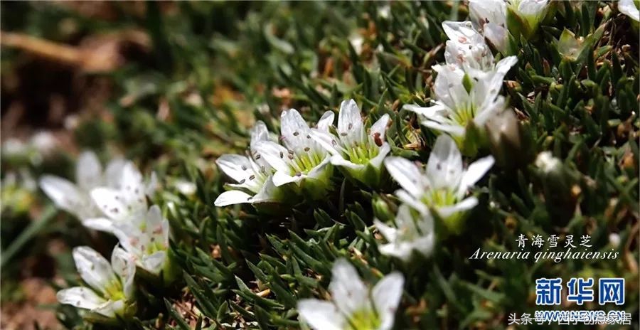 青海为什么频繁发生地震,青海人为什么长得好看