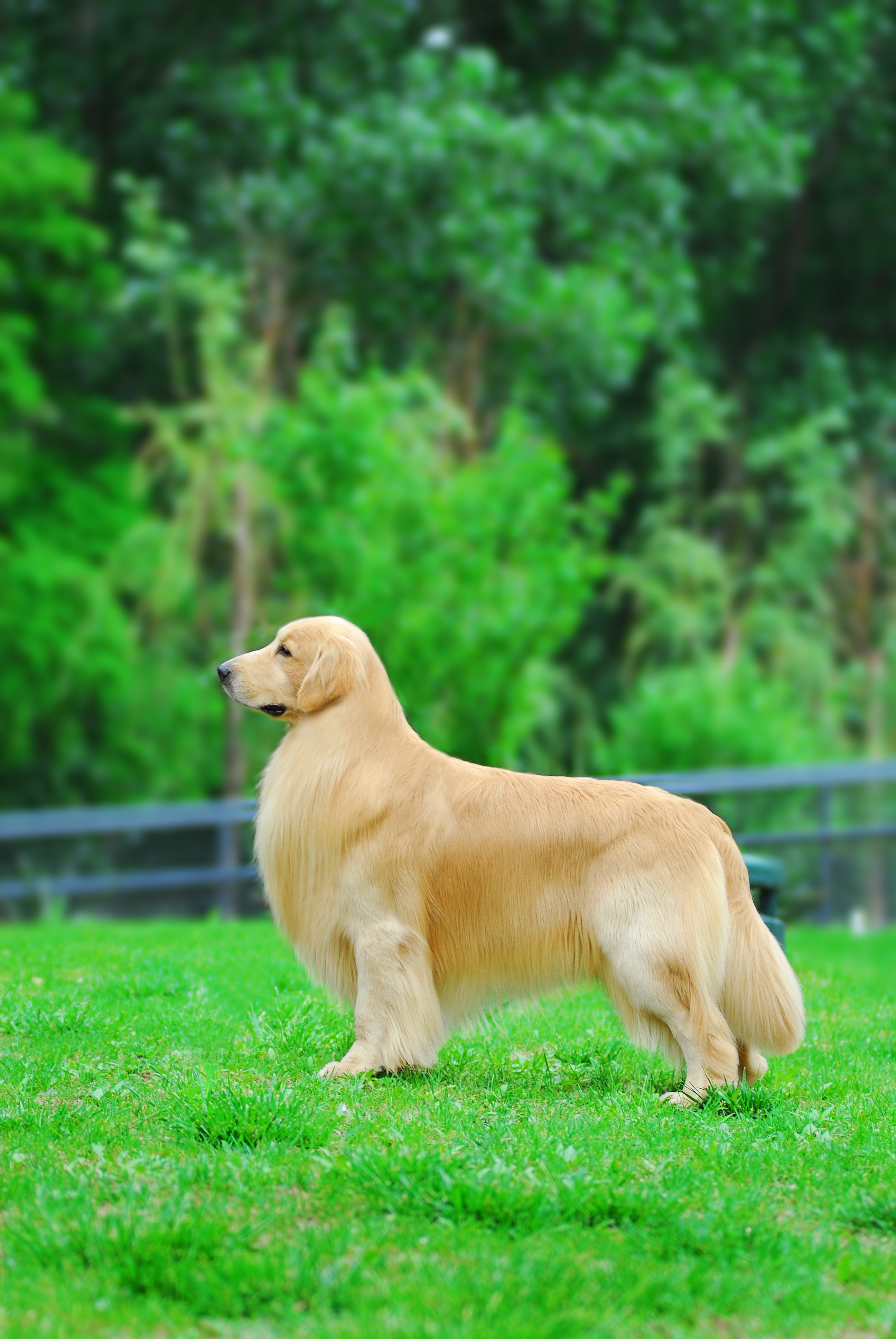 海润金毛比赛,中国海润金毛