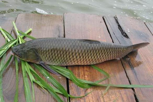 切鱼简单花刀,切鱼简单