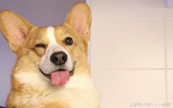 现在养狗比较流行的是哪种狗,养狗攻略适合城市饲养的十种狗