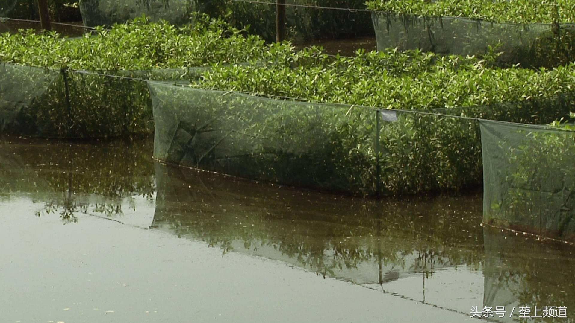 黄鳝养殖新技术大全,黄鳝养殖技术全程