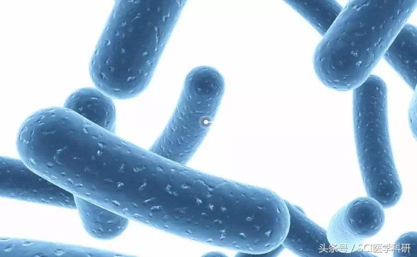 益生菌益生元对胃有好处吗,益生菌益生元有助于减肥吗