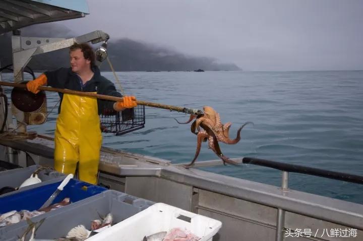 新西兰红色岩龙虾,新西兰岩龙虾介绍