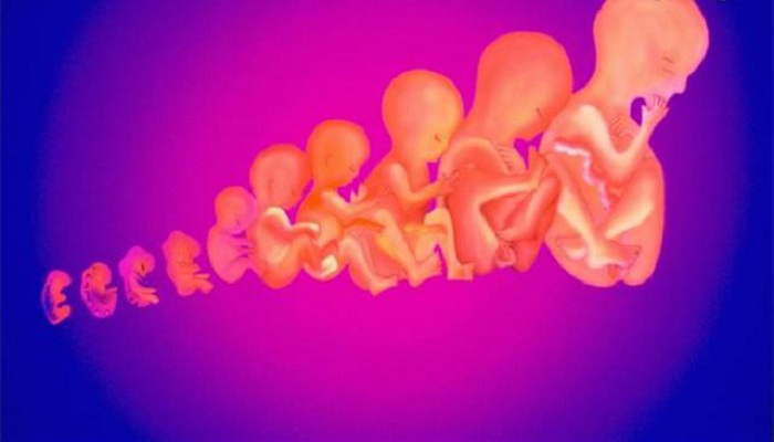 胎儿过了35周还会猛涨吗,胎儿过了三个月脑还发育吗