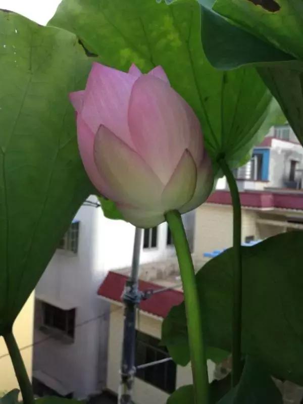 为了种花，老婆把老家的水缸偷来了，骗老妈说腌咸菜！