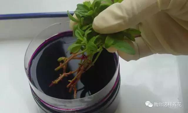 绿萝烂根之后的土还能养多肉吗,水培绿萝烂根用盐水消毒可以么