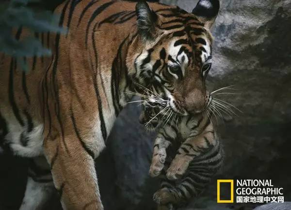 国家地理的真相,国家地理讲虎的纪录片