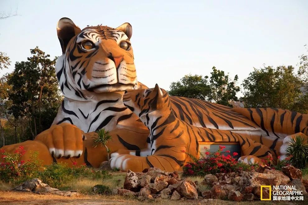 国家地理的真相,国家地理讲虎的纪录片