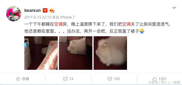 主人在外工作萨摩耶在家吹空调，日子过的比人类还舒服