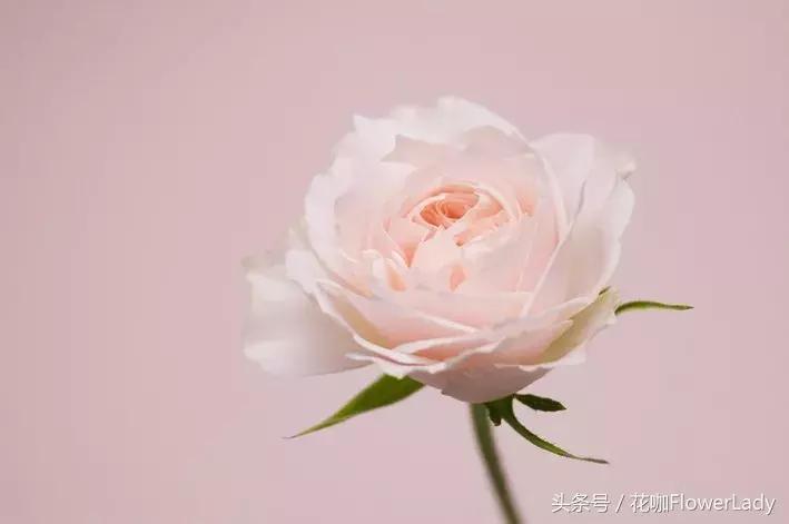 插花初学者入门需要准备什么,新手入门插花课