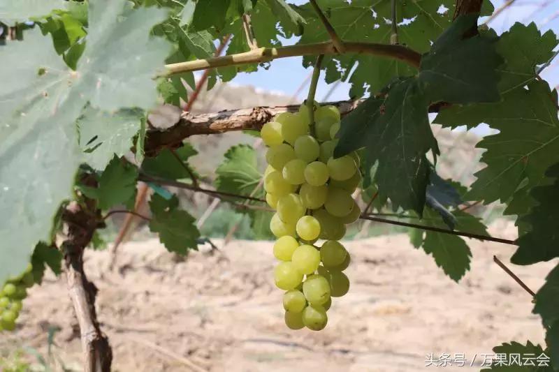 55元一斤的水果有哪些,5-6元一斤的水果有哪些