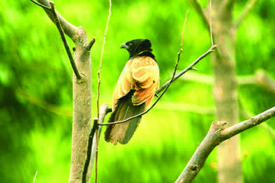 寻访野生动植物,寻找史前野生生物