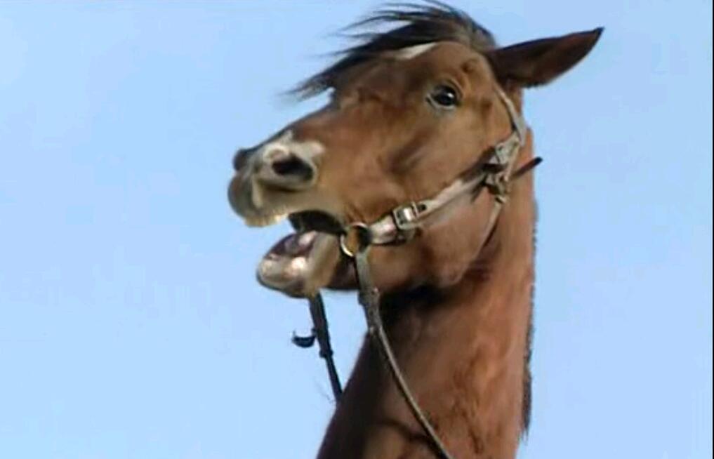 赤兔马怎么得名的,赤兔马为什么以兔子命名