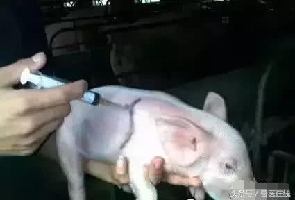 99%兽医都犯过的错｜给猪注射不简单，这7种方式和4大事项必掌握