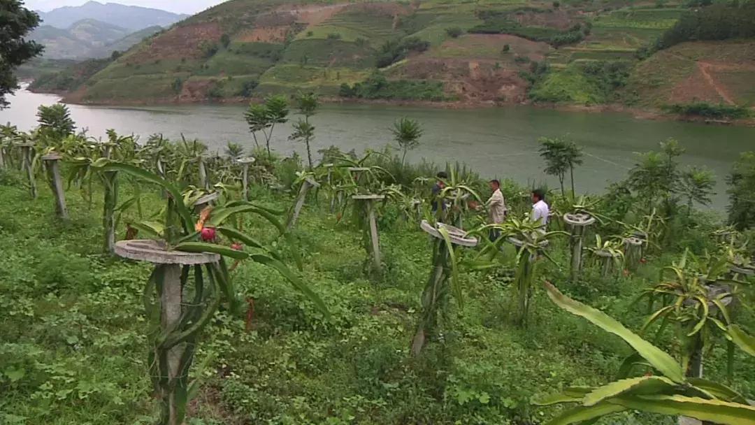 贵州关岭火龙果批发,火龙果深加工产品