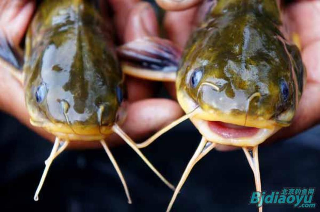 我的筏钓之乐全集,我的筏钓之乐完整版