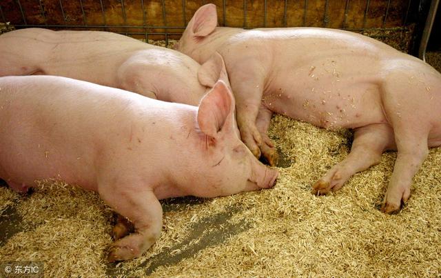 母猪尿频吃什么药,母猪尿石灰尿用什么药