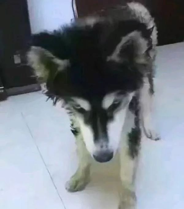 猫把电线咬破怎么办,猫咬电线被炸成小糊脸