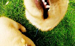 猫把电线咬破怎么办,猫咬电线被炸成小糊脸