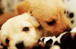 猫把电线咬破怎么办,猫咬电线被炸成小糊脸