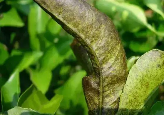 杀虫药锈壁虱,锈壁虱什么时间开始危害