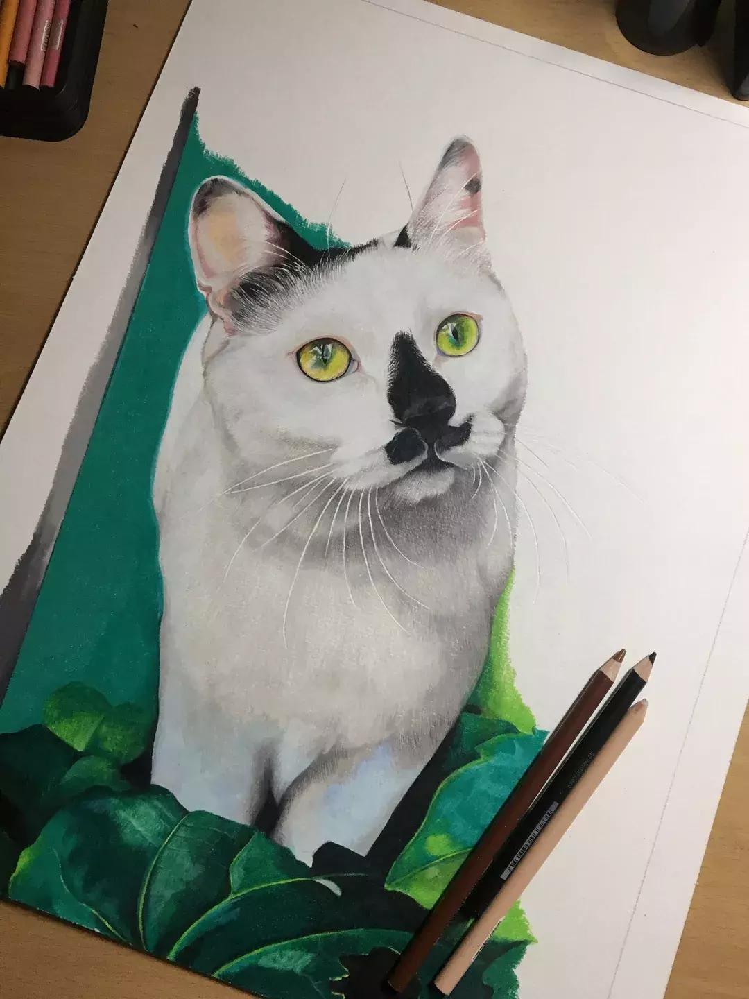 《猫谱》中的衔蝉就是王情圣这样的猫，我就是我，不一样的情圣！