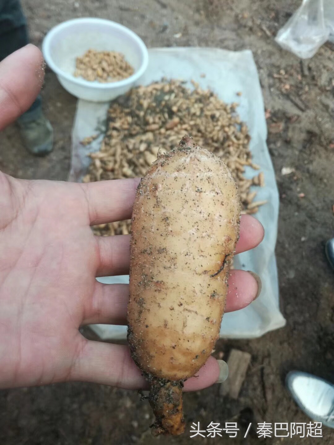 小草坝云南最美的天麻之乡,带你走进云南天麻之乡