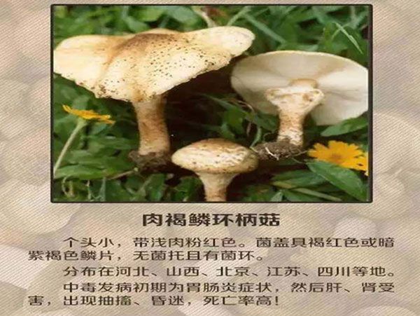 野生菌不知道有没有毒,野生菌有毒无毒的识别