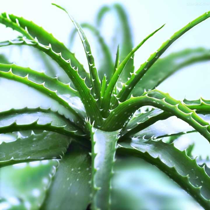 芦荟叶子黄怎么办,芦荟叶子坏了怎么处理