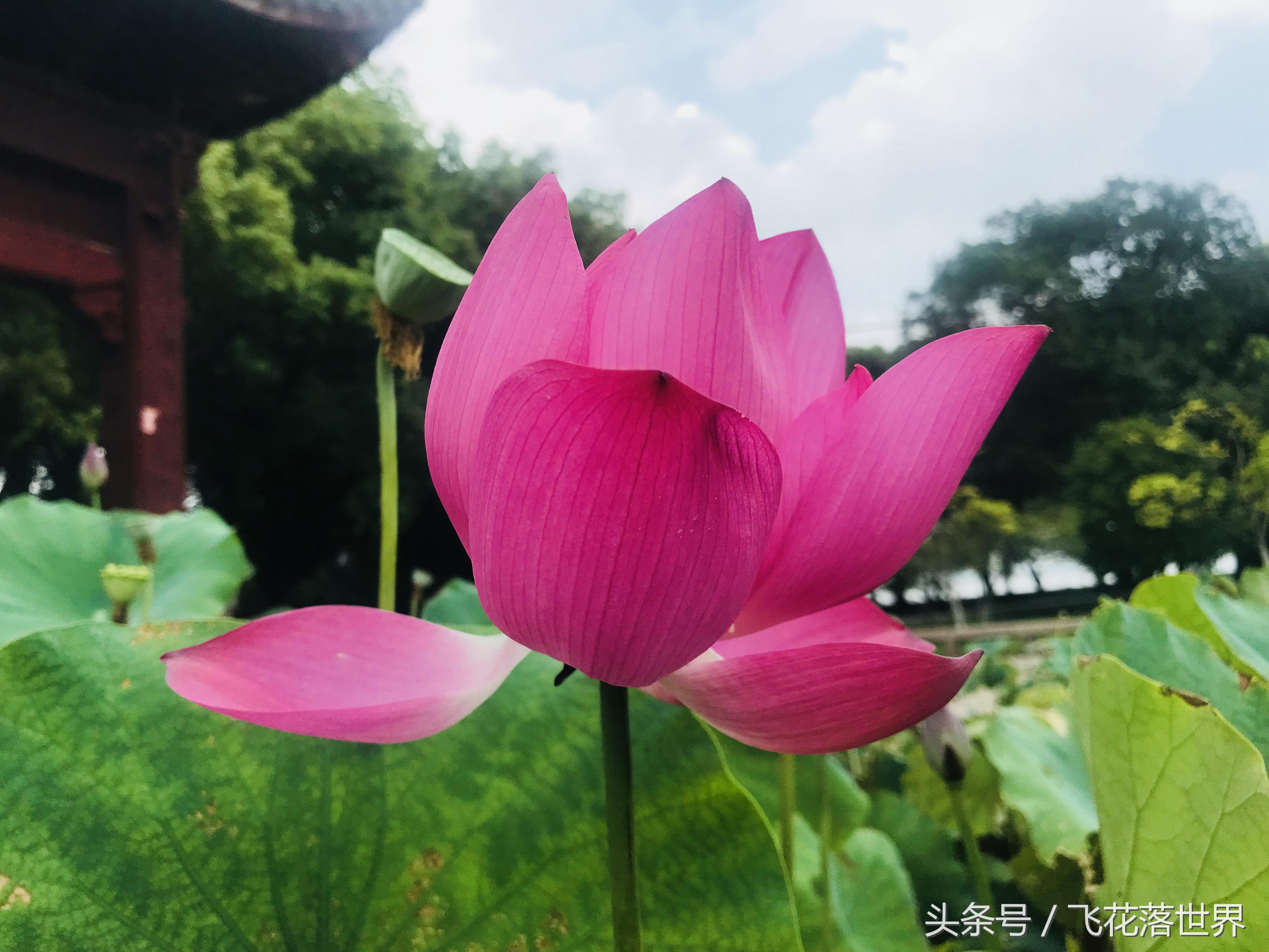 上海大观园园林,上海大观园的著名景点