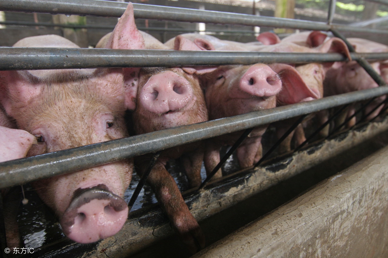 蓝耳病爆发期采用什么方案,猪蓝耳病有哪些典型症状