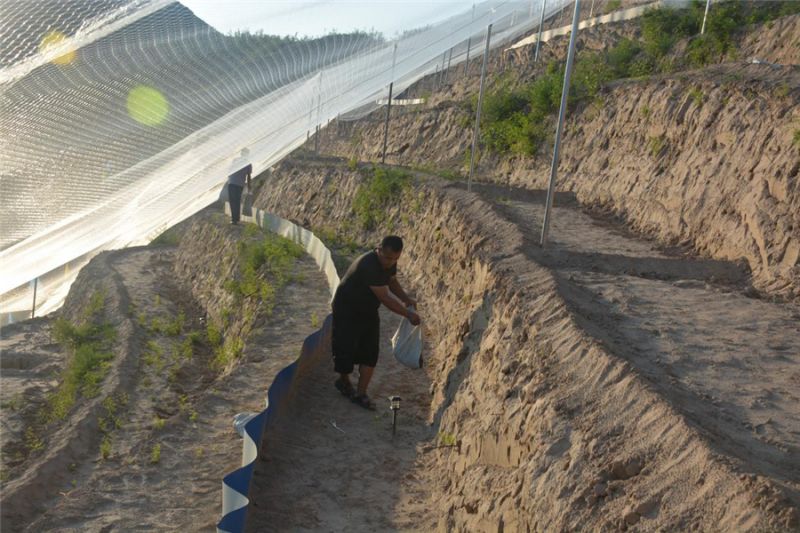 刘梁峁村荒山里“刨金”小蝎子养成大产业