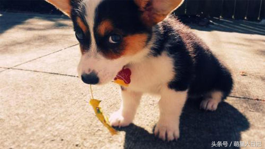 小轿车怎么预防狗尿,车防狗尿的最好方法