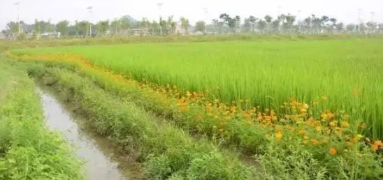 消灭草虫的最好方法,以草灭草