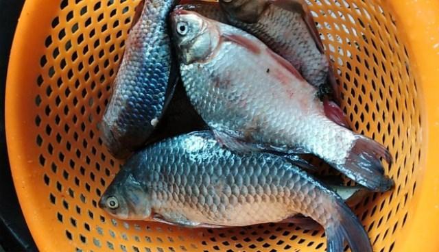 钓鲫鱼用什么饵料最好夏天,夏天七星漂钓鲫鱼挂什么饵料