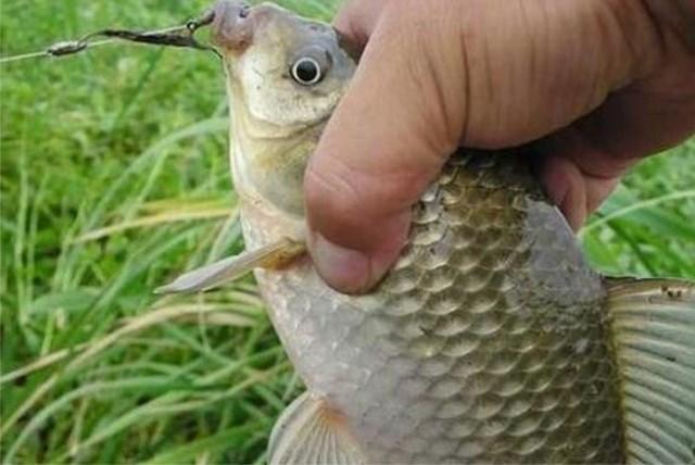 钓鲫鱼用什么饵料最好夏天,夏天七星漂钓鲫鱼挂什么饵料