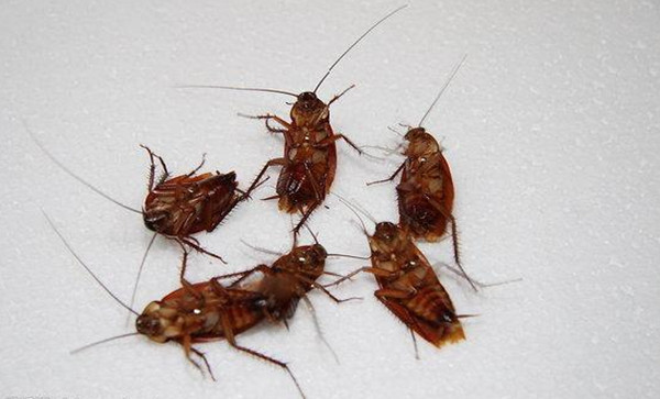 测一测你惧怕什么动物,心理测试孔雀老虎猴子解析