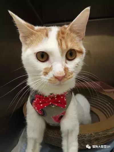 猫狗大联盟维护,猫狗联盟