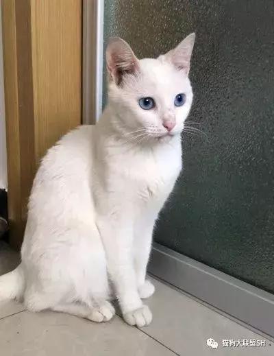 猫狗大联盟维护,猫狗联盟