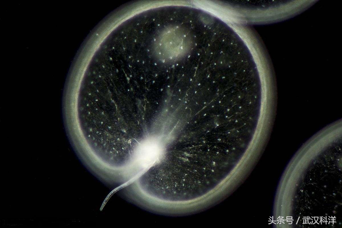 海边常见藻类植物图片,藻类植物常见的有什么