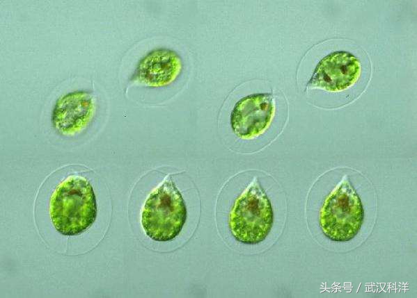 海缸几种常见的藻类,中国常见浮游藻类图谱